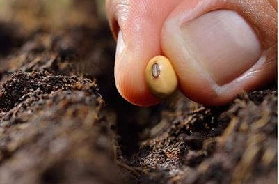 12.04.2021 Dirección de Promoción y Desarrollo entregarán semillas a domicilio