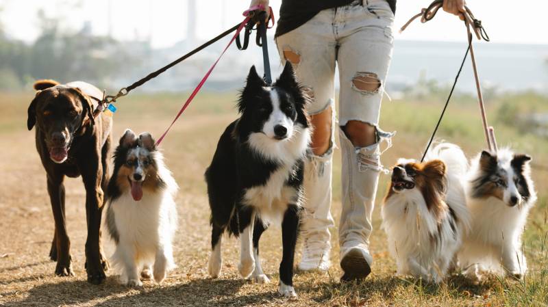 26.04.2023 Nueva jornada de castraciones disponibles para este domingo 30 de abril