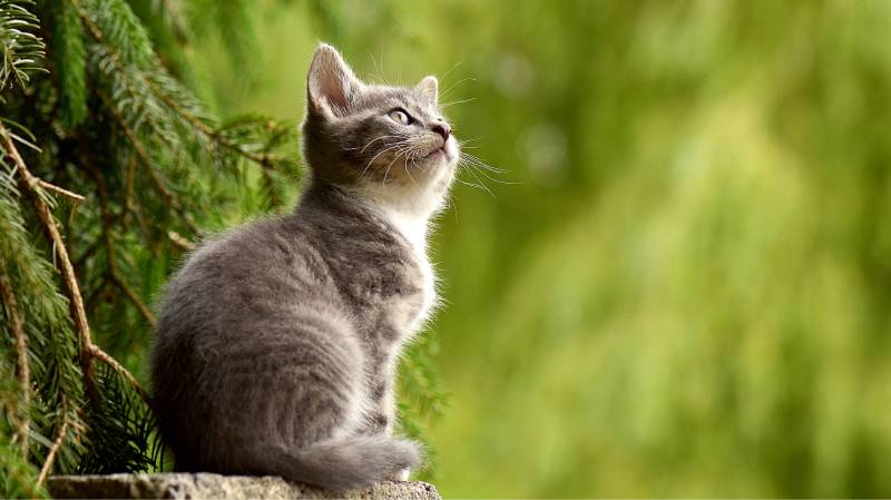 26.07.2023 Jornada especial de castración de gatos en Cañada Monzón
