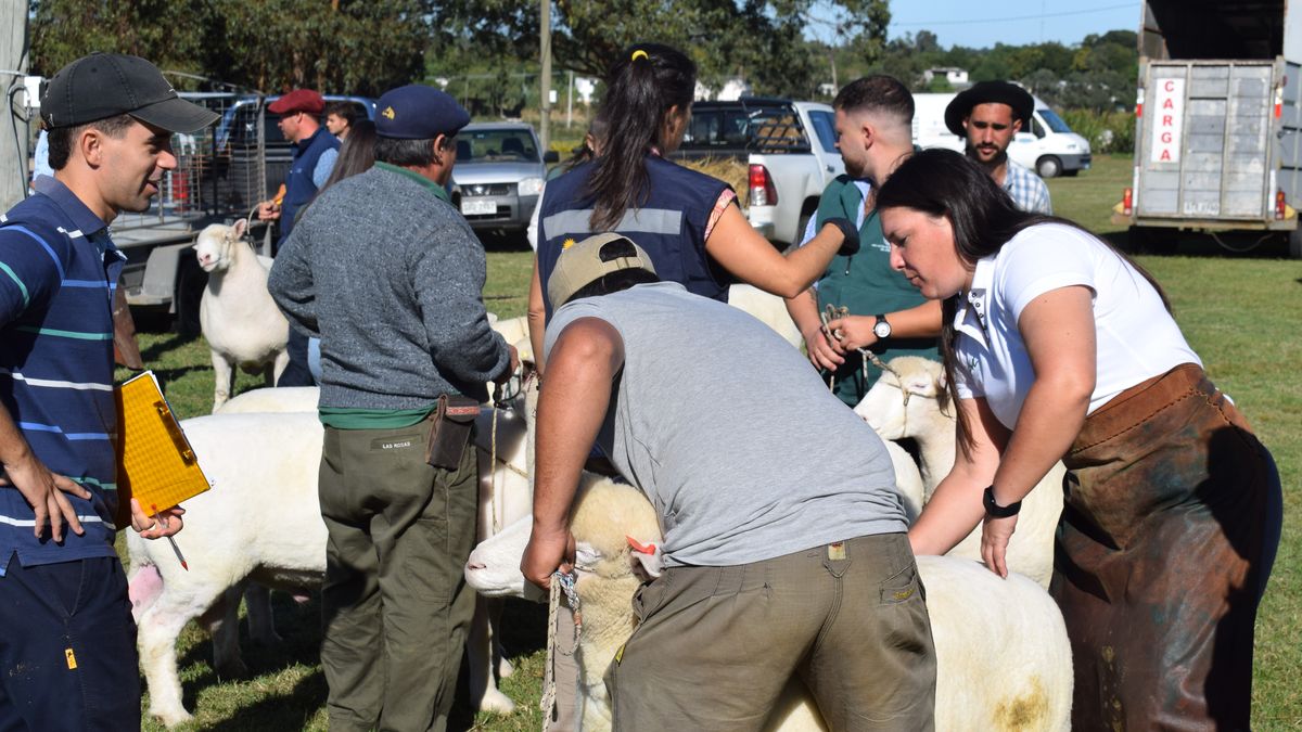 Arranca la Expo Rural de Melilla, una de las dos exposiciones de la ARU: todos los detalles