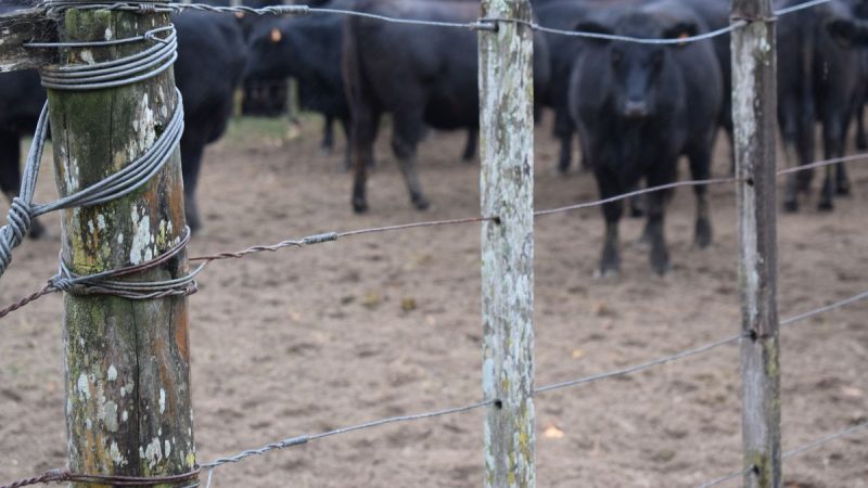 MGAP difundió a productores y veterinarios un video para realizar el despacho de tropa digital obligatorio