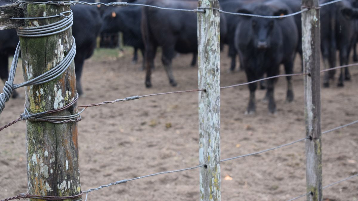 MGAP difundió a productores y veterinarios un video para realizar el despacho de tropa digital obligatorio