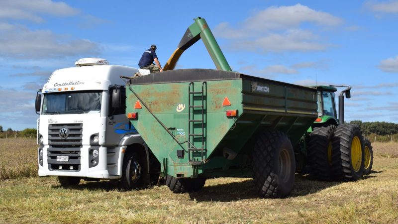 Mercado de Granos: Desescalada Geopolítica Reconfigura Precios en el Inicio de Cosechas Invernales Uruguayas