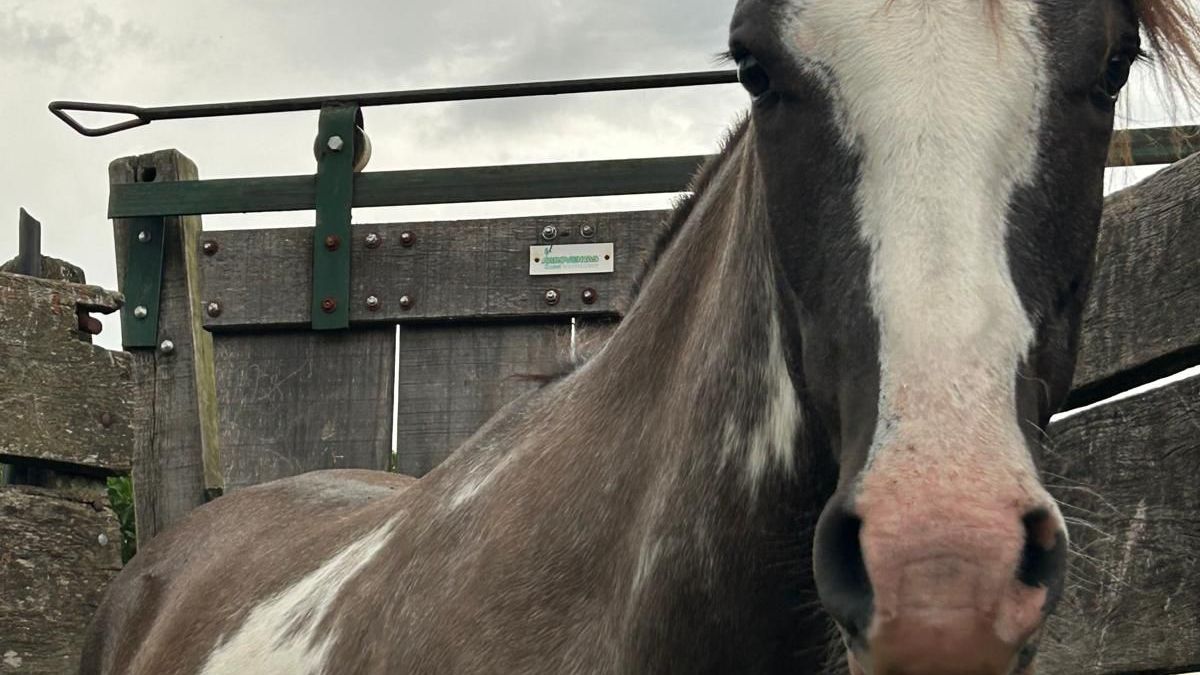 Un Criollo en "la pantalla del Cordobés": urge reparar el techo del casco de la estancia de Aparicio Saravia