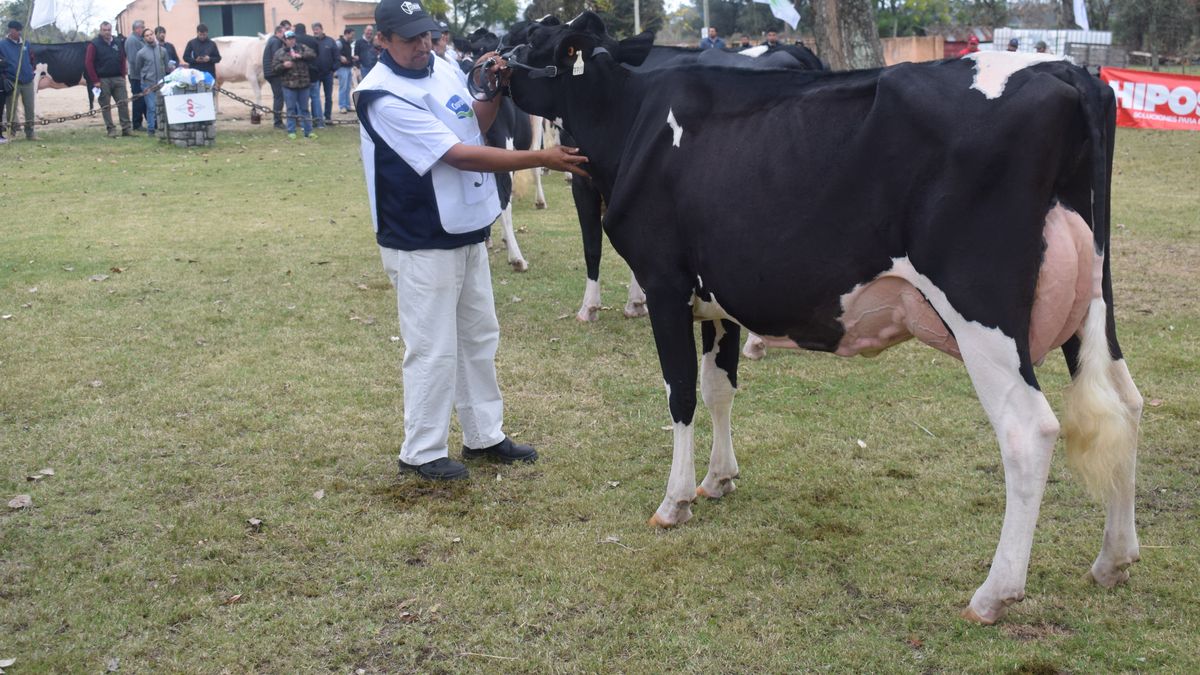 ** Productores de Florida lanzan «Zafra Lechera 2027» con el objetivo de realzar la actividad y a sus protagonistas

**