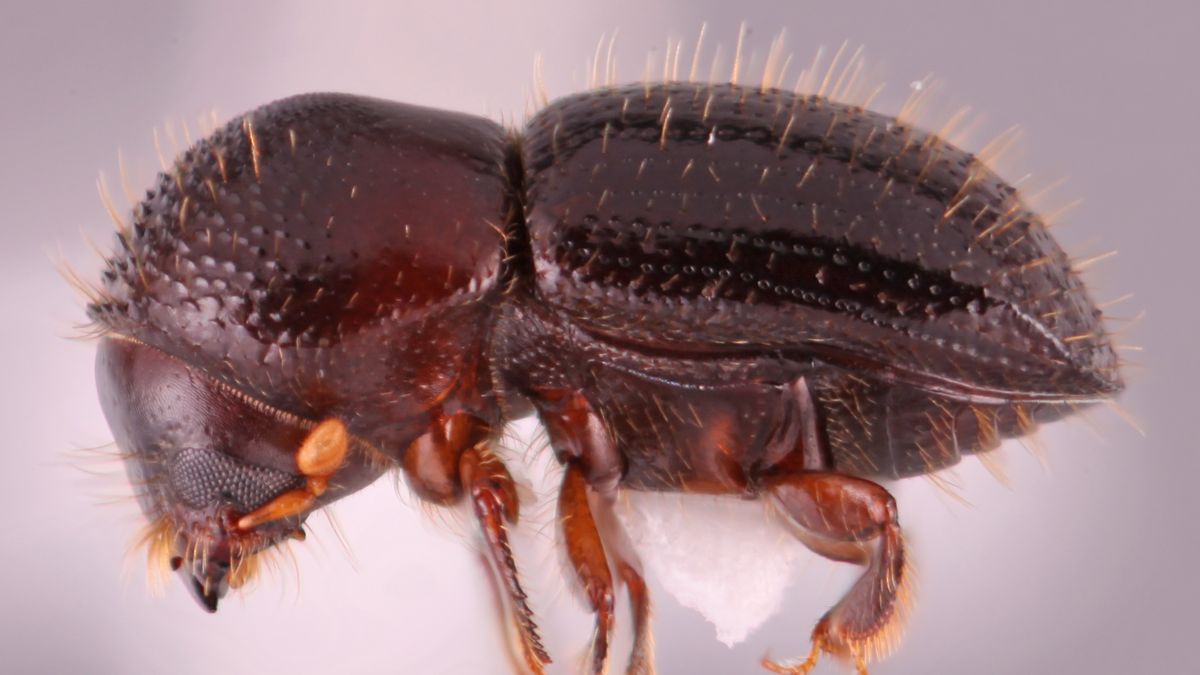 ** Uruguay moviliza esfuerzos contra el escarabajo *Euwallacea fornicatus*, una nueva y preocupante plaga forestal

**