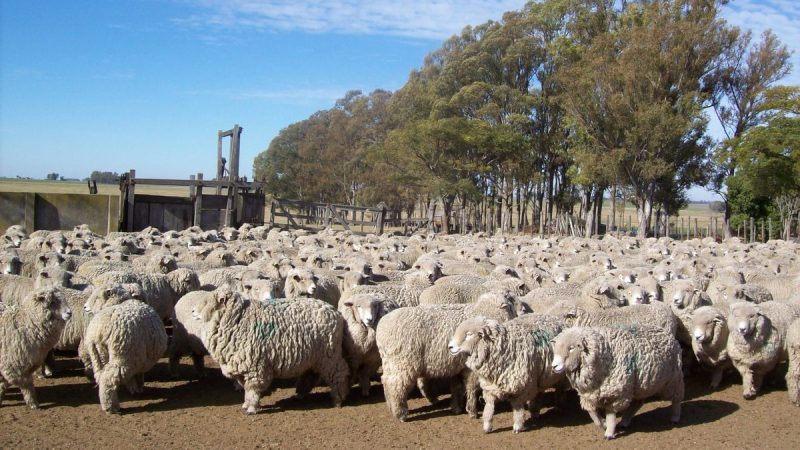 Descenso en el precio de la carne ovina y estabilización del mercado lanar