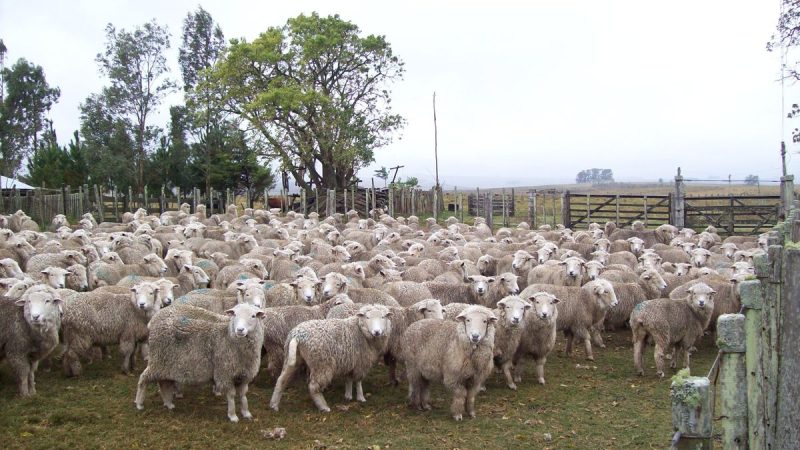 ** El sector ovino uruguayo vive un momento histórico con récords en los precios de carne y lana

**
