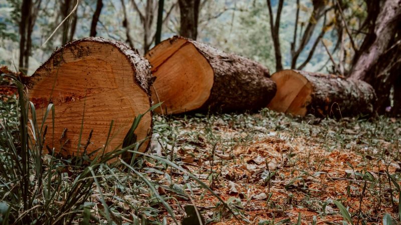 La pérdida de bosques tropicales se redujo en 2025, pero el nivel de alerta se mantiene