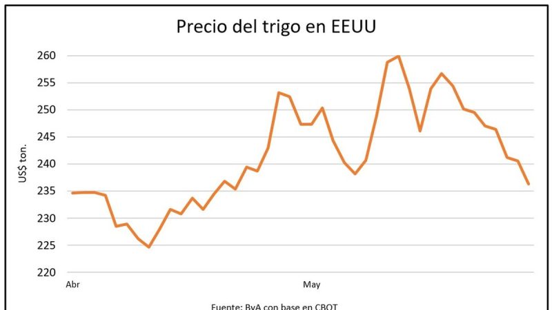 Trigo: fuerte caída de precios en medio de ajustes generales para los granos