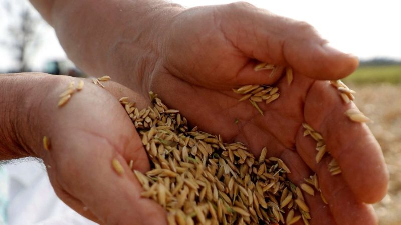 MGAP Revela Cifras Contradictorias para la Zafra Arrocera 2025/26: Menos Área, Récords de Rendimiento