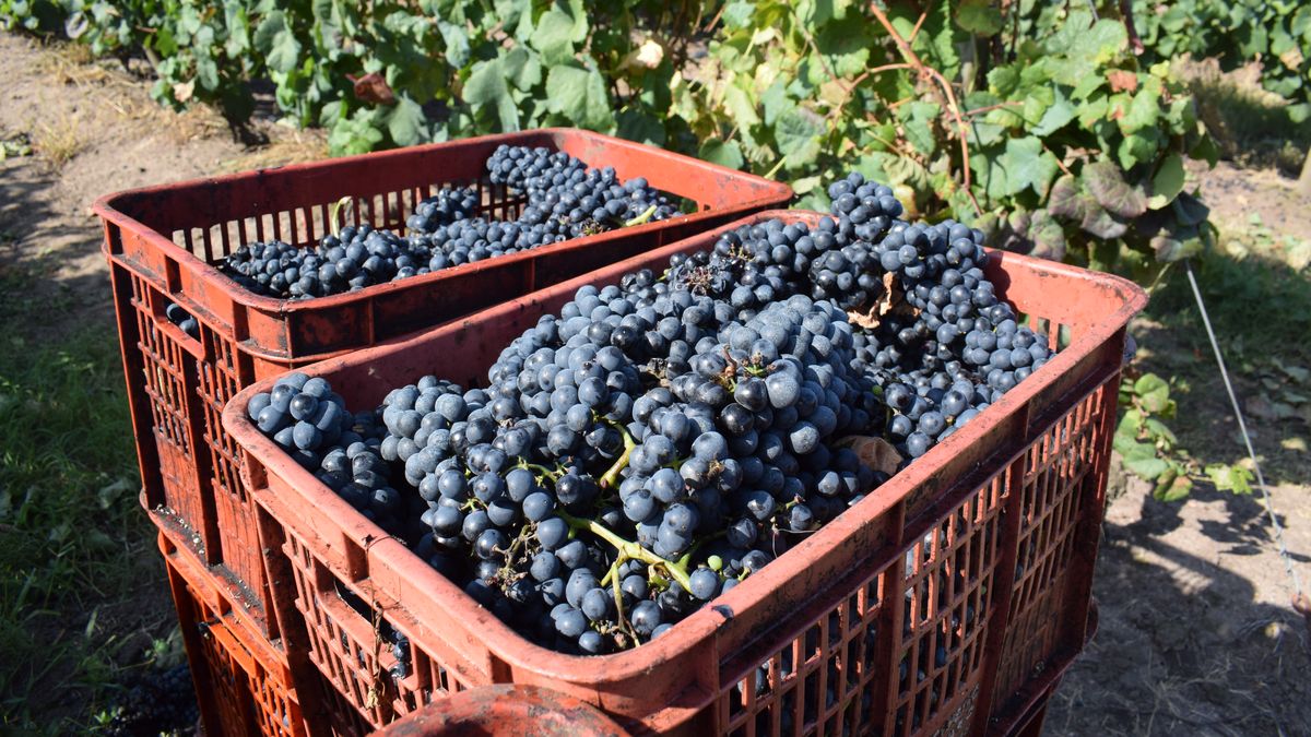 Gestiones del Centro de Viticultores del Uruguay con foco en el mal momento del 70% del aparato productivo