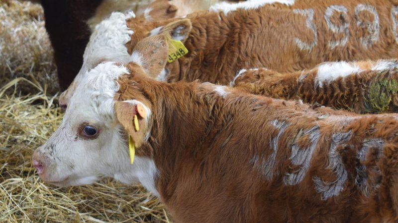 **MGAP impone nuevas reglas para asegurar la inocuidad de la carne exportada**