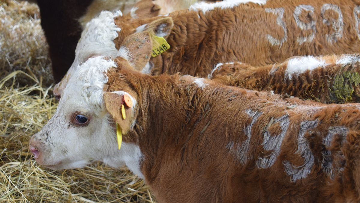 **MGAP impone nuevas reglas para asegurar la inocuidad de la carne exportada**