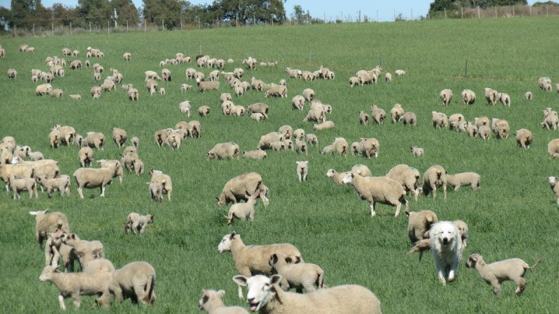 La Tribuna del Agro: Genética ovina: ¿son las razas actuales las más idóneas?