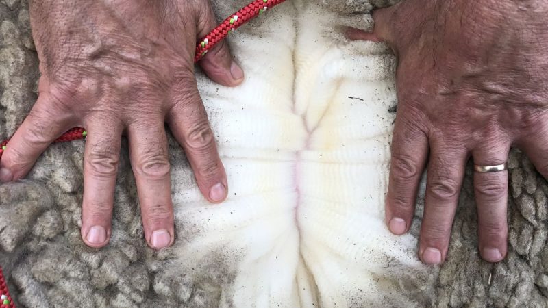 Mercado ovino: lanas australianas y carne uruguaya se mantienen en valores elevados