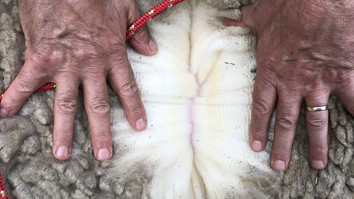Mercado ovino: lanas australianas y carne uruguaya se mantienen en valores elevados