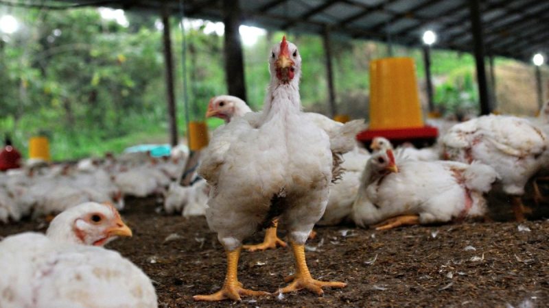Ferber, expresidente de INAC, critica el precio del pollo y la influencia de un «lobby» en Uruguay