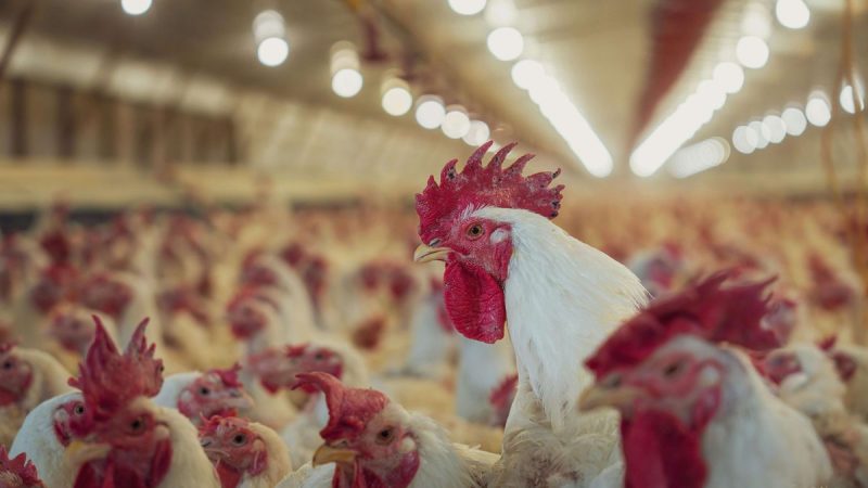 Polémica por el precio del pollo, CUPRA respondió al expresidente del INAC: "Lo que dice Ferber es falso"