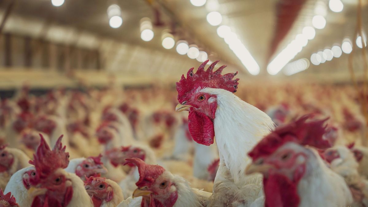 Polémica por el precio del pollo, CUPRA respondió al expresidente del INAC: "Lo que dice Ferber es falso"