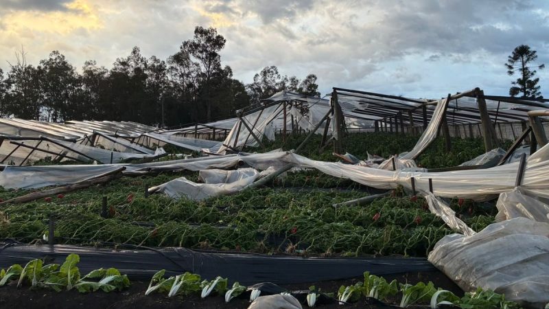 Salto: Daños millonarios por temporal «devastador» y las preocupantes secuelas económicas para el sector granjero