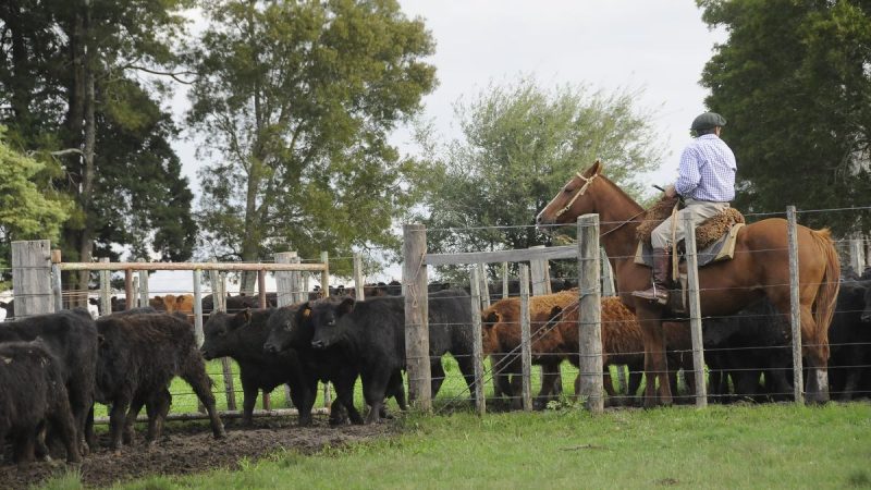 Las cifras de la inversión récord del sector agropecuario en Uruguay