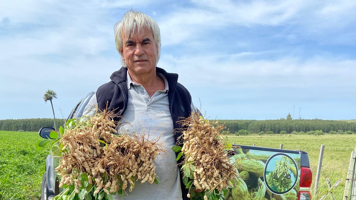 Artigas Rivero, 50 años produciendo maní y el problema que le llega desde fuera de fronteras