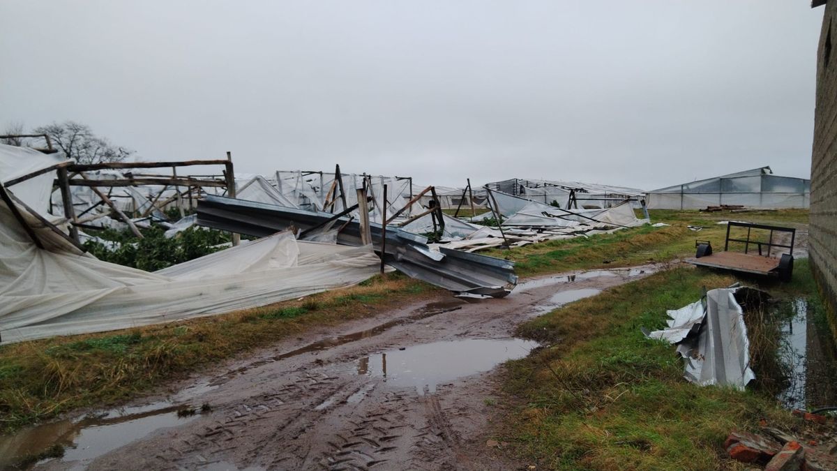 Tras el temporal en Salto, se anticipa cuándo impactará la subida de precios en hortalizas clave