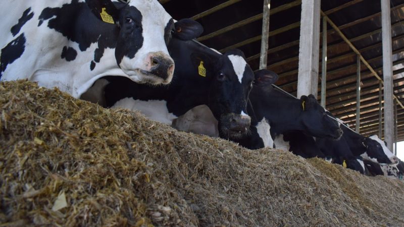 Sector lácteo uruguayo en la encrucijada: Producción histórica frente a complejidades comerciales