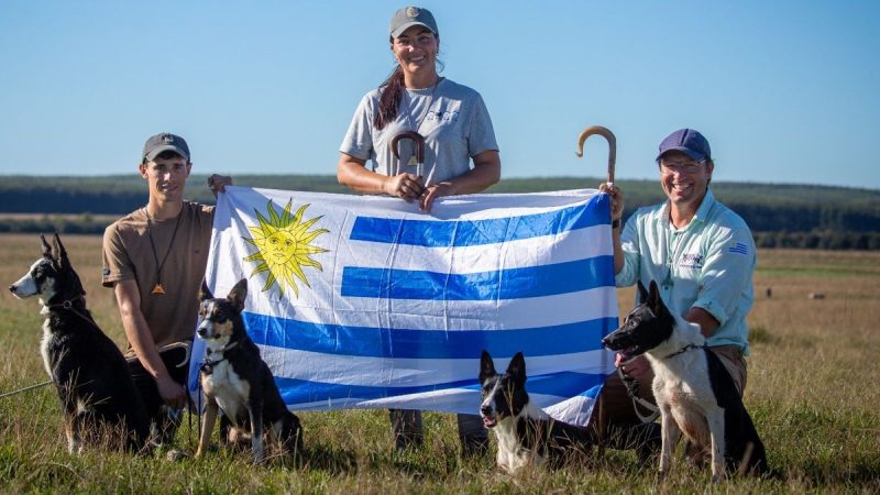 Uruguay rumbo a Escocia: Tres productores y cinco Border Collie persiguen el sueño del Mundial de Pastoreo