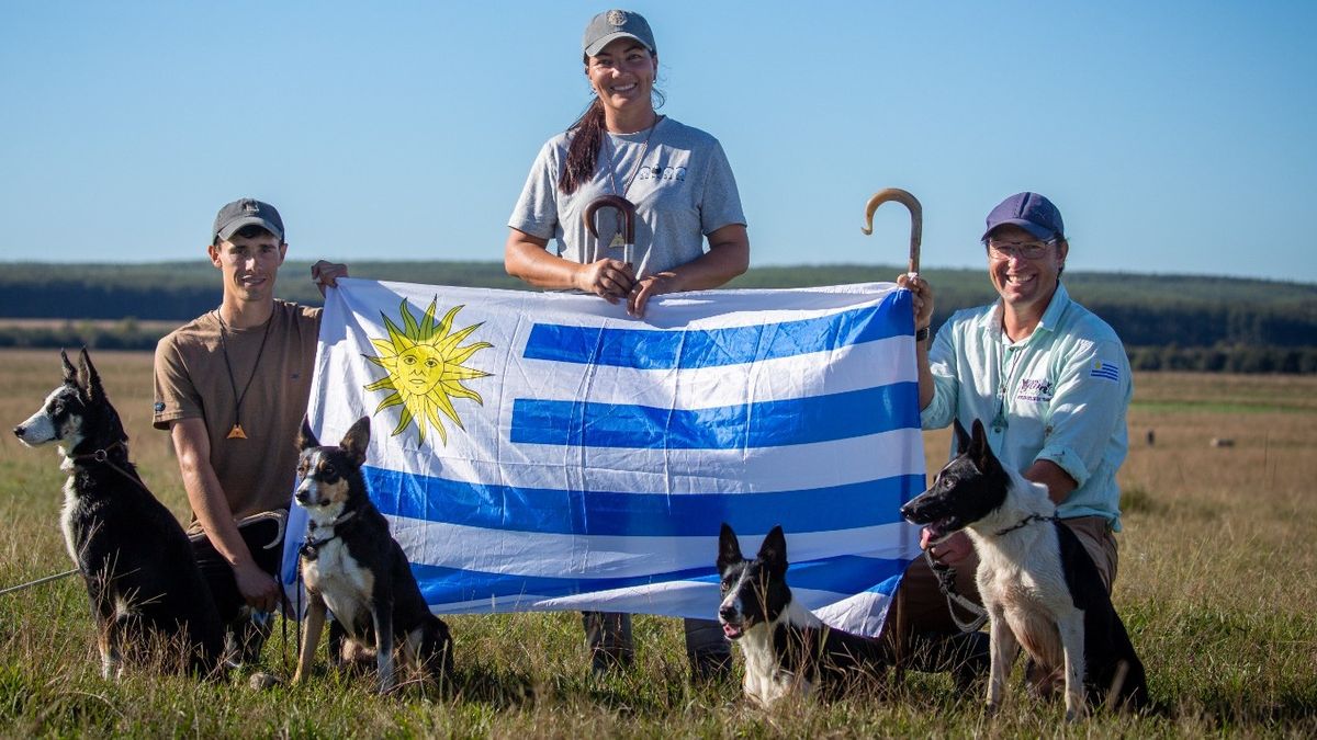 Uruguay rumbo a Escocia: Tres productores y cinco Border Collie persiguen el sueño del Mundial de Pastoreo